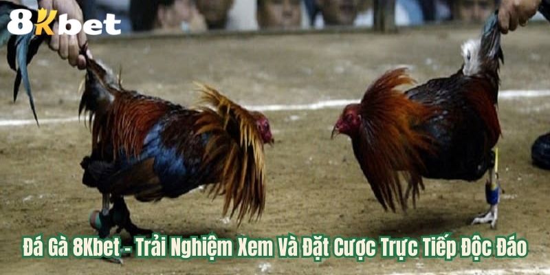 Đá Gà 8Kbet - Trải Nghiệm Xem Và Đặt Cược Trực Tiếp Độc Đáo