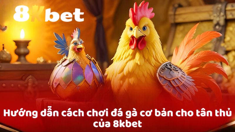 Hướng dẫn cách chơi đá gà cơ bản cho tân thủ của 8kbet