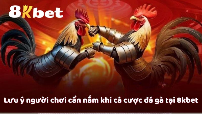 Lưu ý người chơi cần nắm khi cá cược đá gà tại 8kbet